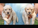 Baby face golden retriever
