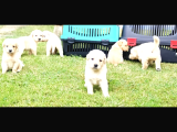 Baby Face Golden Retriever