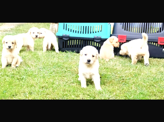Baby Face Golden Retriever görsel