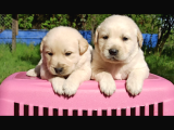 Baby Face Golden Retriever