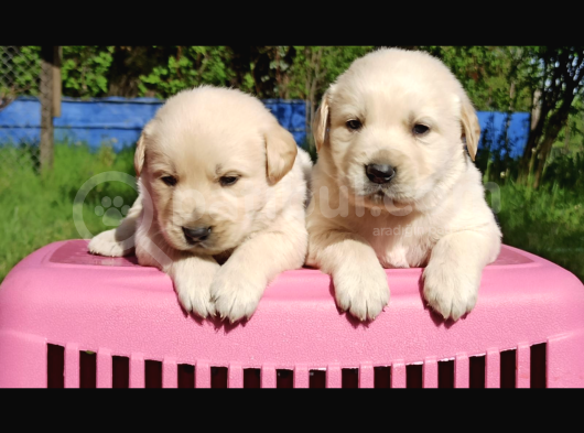 Baby Face Golden Retriever görsel