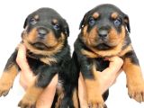 Koca Kafa Rotweiler