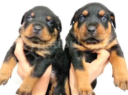 Koca Kafa Rotweiler görsel