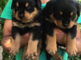 Koca Kafa Rotweiler