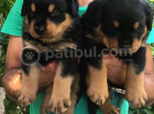 Koca Kafa Rotweiler
