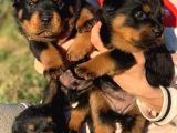 Koca Kafa Rotweiler