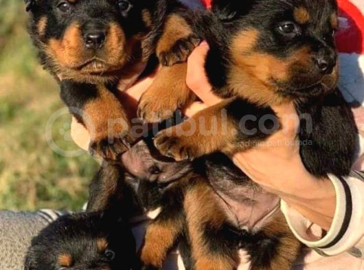Koca Kafa Rotweiler görsel