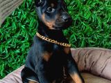 Irk garantili ssafkan ve aşılı king doberman yavrular