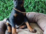 Irk Garantili Ssafkan Ve Aşılı King Doberman Yavrular