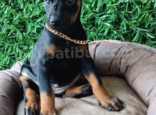 Irk Garantili Ssafkan Ve Aşılı King Doberman Yavrular görsel