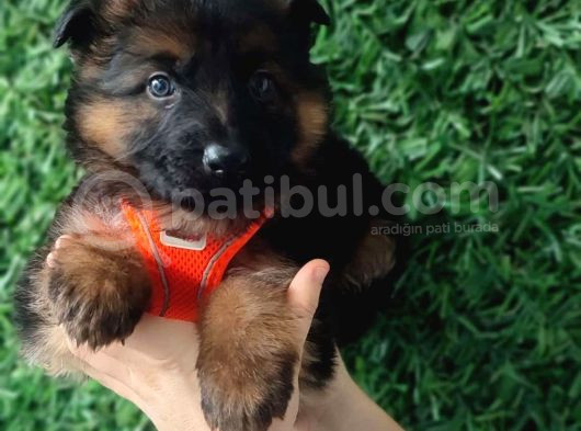 Erkek K9 Alman Kurdu Yavrularımız görsel
