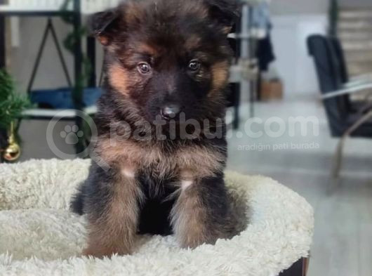 Erkek K9 Alman Kurdu Yavrularımız