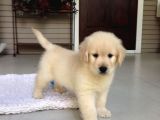 Golden Bebek Yüz Yılbaşı Patileri Yavrular
