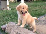 Golden Bebek Yüz Yılbaşı Patileri Yavrular