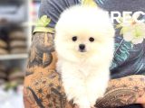 Star Pomeranian Yavrular