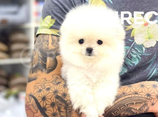 Star Pomeranian Yavrular görsel