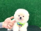 Star pomeranian yavrular