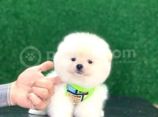 Star Pomeranian Yavrular