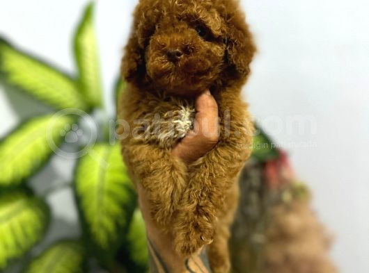 Muhteşem Poodle Yavrular görsel
