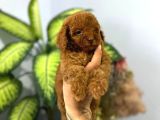 Muhteşem poodle yavrular