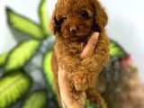 Muhteşem Poodle Yavrular