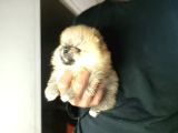 Pomarian Boo Tedy Bear Bebekler