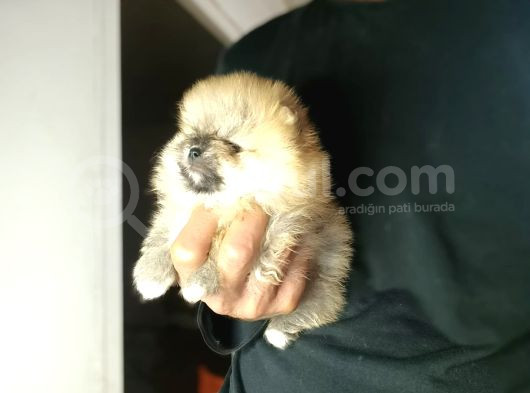 Pomarian Boo Tedy Bear Bebekler görsel