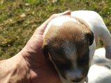 Show Kalite Fırlama Jack Russel Terrier