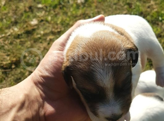 Show Kalite Fırlama Jack Russel Terrier görsel