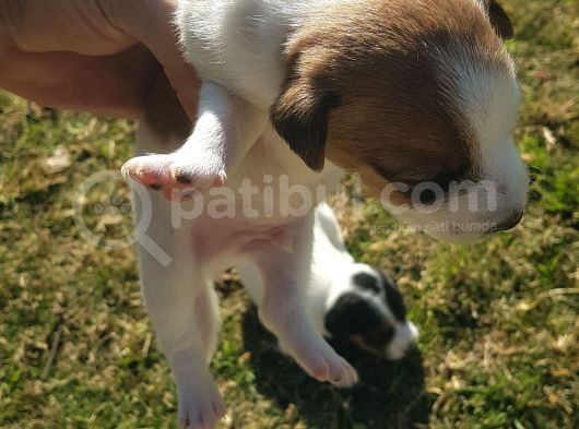 Show Kalite Fırlama Jack Russel Terrier görsel