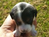 Show Kalite Fırlama Jack Russel Terrier