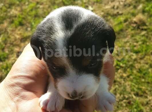 Show Kalite Fırlama Jack Russel Terrier