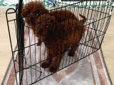 Toy Poodle Kore Bebekler