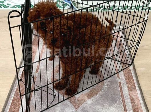 Toy Poodle Kore Bebekler görsel