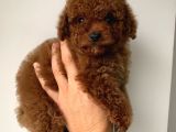 Toy Poodle Kore Bebekler
