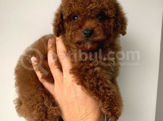 Toy Poodle Kore Bebekler görsel