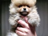 Pomarian Boo Tedy Bear Bebekler