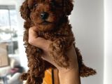 Safkan Secereli Poodle Yavruları