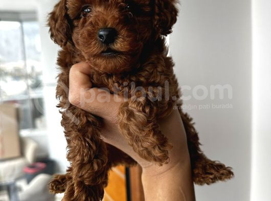 Safkan Secereli Poodle Yavruları görsel