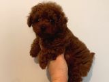 Toy poodle kore bebekler