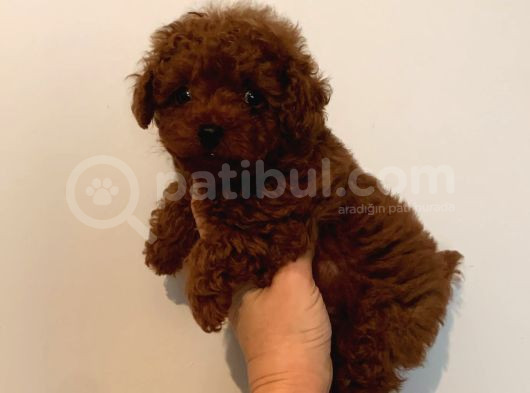 Toy Poodle Kore Bebekler