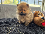 Pomarian boo tedy bear Bebekler