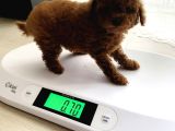 Toy Poodle Kore Bebekler