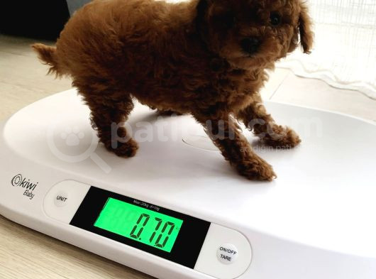 Toy Poodle Kore Bebekler görsel