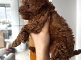 Safkan Secereli Poodle Yavruları