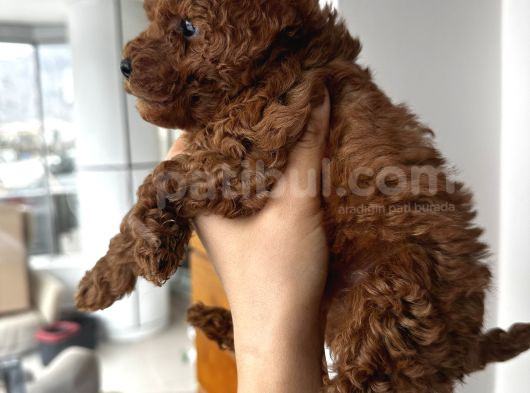 Safkan Secereli Poodle Yavruları görsel