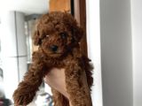 Safkan Secereli Poodle Yavruları