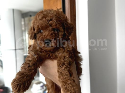 Safkan Secereli Poodle Yavruları görsel