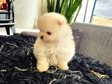 Pomarian Boo Tedy Bear Bebekler