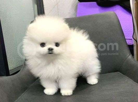 Pomerani̇an Boo Teddy Yavrular görsel